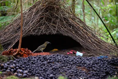 Где вьют гнезда птицы, и как привлечь их на свой участок | Полезно  (Огород.ru)