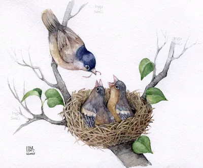 Птицы вьют гнезда весной (38 фото) - 38 фото
