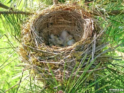 В Омске в заказниках оборудуют гнезда для птиц - ГТРК Иртыш