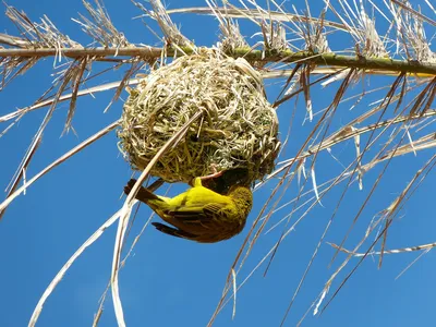 Птичьи гнезда - шедевры природы — обсуждение в группе \"Птицы\" | Птичка.ру