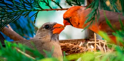 Эксперты рекомендуют отдавать шерсть домашних животных птицам для  строительства гнезд: Статьи экологии ➕1, 20.03.2019
