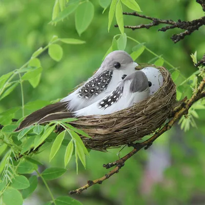 В Беларуси введен запрет на разрушение птичьих гнезд — что будет, если это  сделать — Вечерний Гродно