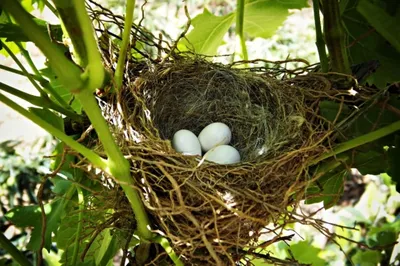 Вид сверху гнезда птиц. На фоне природы Стоковое Изображение - изображение  насчитывающей сух, естественно: 188843377
