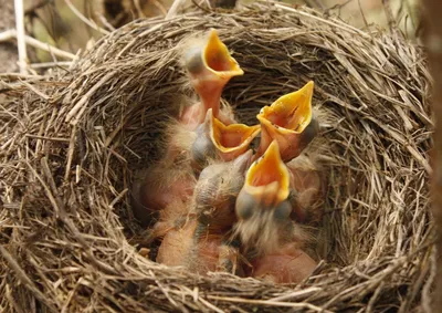 Электрики строят искусственные гнезда для птиц ⋆ НИА \"Экология\" ⋆