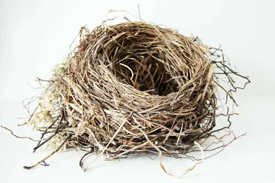 На юго-западе Петербурга заметили первые гнезда птиц в черных «масках» |  ОБЩЕСТВО | АиФ Санкт-Петербург