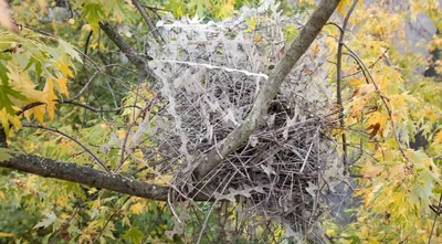 Птицы построили гнезда из противоптичьих шипов. Необычный материал  использовали сороки и черные вороны