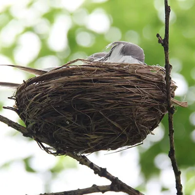 Гнездо для птиц, d170*70мм купить в Минске - Zoomama.by