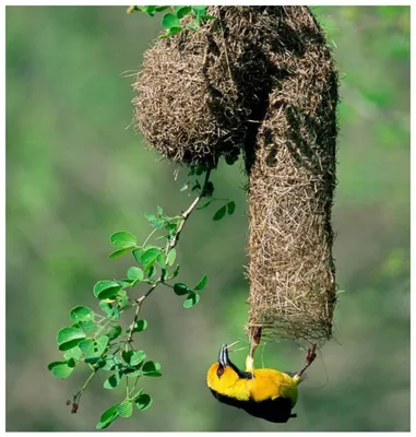 Изолированное изображение птиц и гнезда | Премиум Фото