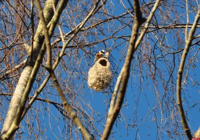 Юлия Бубличенко: \"Балтийские птицы строят гнезда из пластика\"