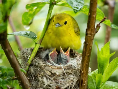 Гнезда птиц - Записки Натуралиста | Некоммерческий учебно-познавательный  интернет-портал Зоогалактика
