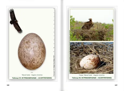 оранжевая птица в гнезде, картинка гнездо иволги фон картинки и Фото для  бесплатной загрузки