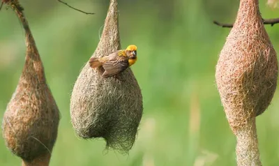 Многообразие форм или необычные гнезда птиц: какие домики строят разные  пернатые | Что, кто и где? | Дзен
