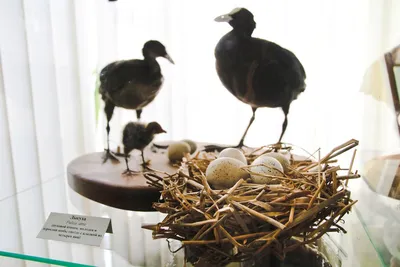 Птицы научились строить гнезда с использованием острых предметов для защиты  своего потомства - Recycle