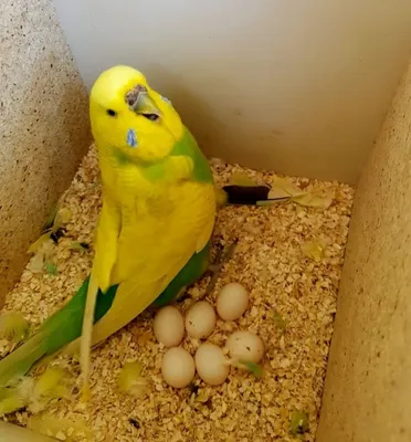Гнездо для волнистых попугаев фото 84 фото
