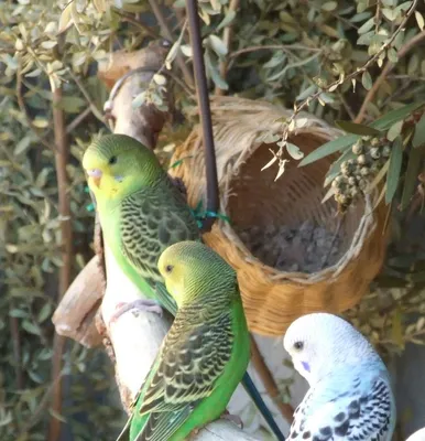 Гнездо (домик) для волнистых попугаев - размеры, фото, купить