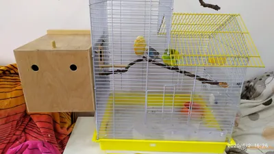 Как ухаживать за гнездом попугая | Птица дома | Дзен