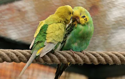 Гнездо D 10х5 см CHILL CHOLL сизаль для попугаев - купить с доставкой по  выгодным ценам в интернет-магазине OZON (922491972)