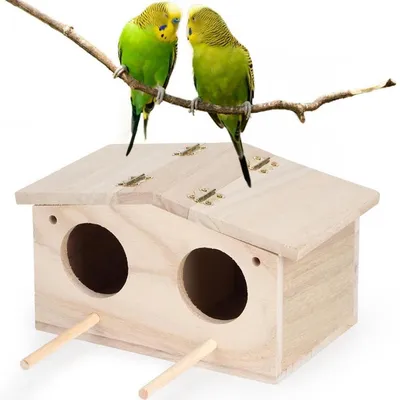 Попугаи игнорируют гнездо - Форумы о попугаях