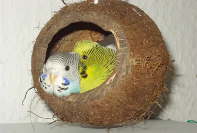 Домик для волнистых попугаев: как самостоятельно изготовить гнездо