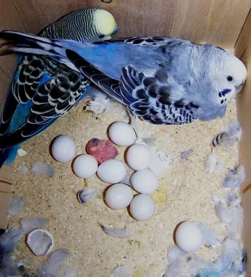 Домик-гнездо для крупных птиц \"Love Bird Super Max, XXL-40x30x30см.  Материал : Дерево - купить с доставкой по выгодным ценам в  интернет-магазине OZON (1144652396)