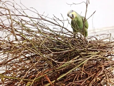 Гнездо волнистых попугаев в природе - 68 фото