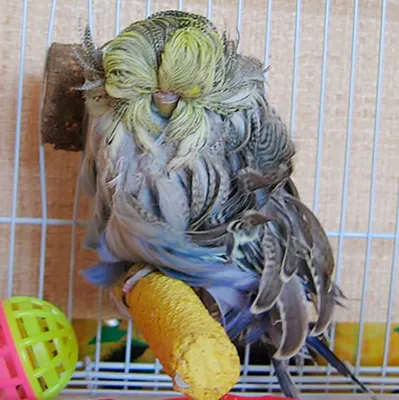 Гнездовой домик для волнистых попугаев своими руками -