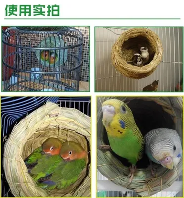 Гнездо для попугаев - купить с доставкой по выгодным ценам в  интернет-магазине OZON (1066869038)