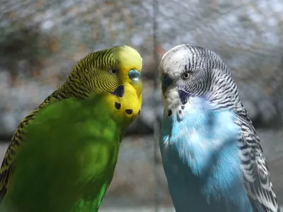 Как приучить пару к гнезду - Форумы о попугаях