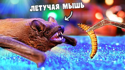 Отлов, удаление летучих мышей в Минске. Минск Anika.by