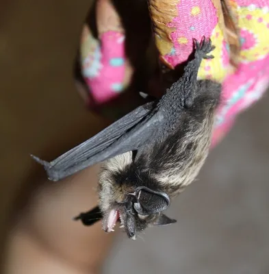 Спасти маленького \"вампира\": зачем летучих мышей вешают в холодильник |  tochka.by
