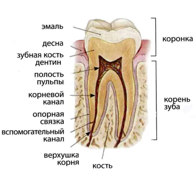 Стоматология Калуга on Instagram: \"1️⃣ «Под коронкой зуб гниет» Что такое « гниение»? Это инфекция, кариес, который остается без лечения. А откуда  кариес под коронкой? Под правильно установленной коронкой его нет! Под  плотно