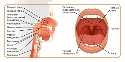 Абсцесс | Ветеринарная клиника доктора Шубина