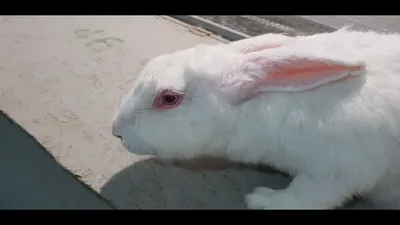 Лечение конъюнктивита у кроликов - YouTube