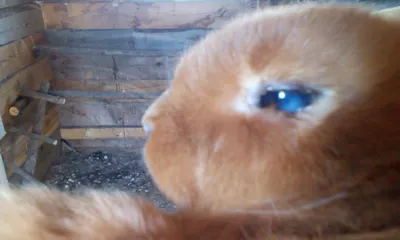 Почему у кролика гноятся и распухают глаза | ВКонтакте