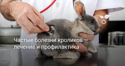 Лечение конъюнктивита у кроликов. - YouTube