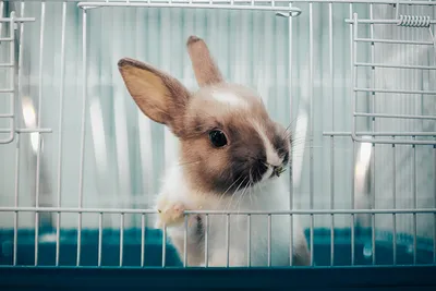 Частые болезни кроликов — лечение и профилактика. Фото — Ботаничка