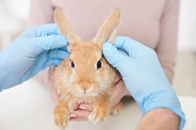 Домашние кролики — уход, содержание, заболевания, приручение