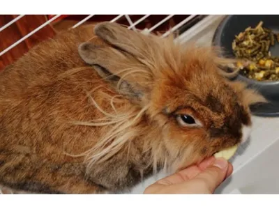 Симптомы и профилактика миксоматоза кроликов | ГК «БИОНИТ»
