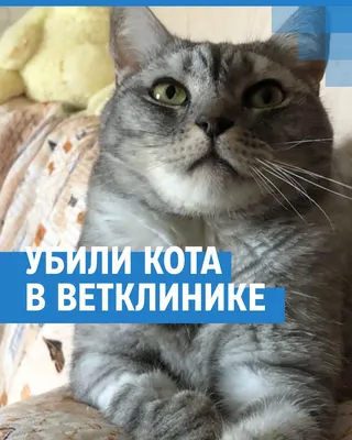 Ветеринар На Выезд on Instagram: \"Гнойный отит у кошек лечение Заболевание  на этой стадии хуже поддается лечению и нередки случаи хирургического  вмешательства или проведения новокаиновой блокады для устранения болевого  синдрома. Больной кошке