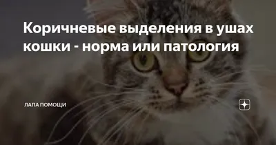 Беспородные кошки и Метисы - «Всем котикам нужен любящий хозяин» | отзывы