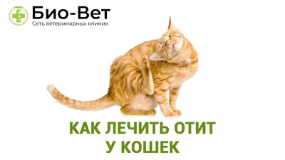 Счастье иметь кота | ♥️Мишкантош♥️ чего надобно | Facebook