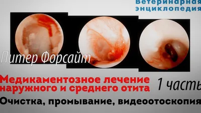 Слепой кот Вася, сбор на лечение - Фонд помощи бездомным животным \"РЭЙ\"