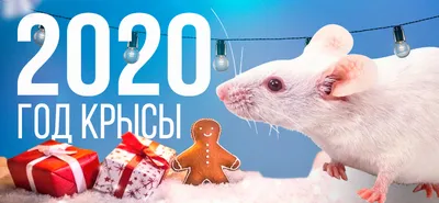 2020 год Крысы: история, культура и философия - 4 января, 2020 Статьи  «Кубань 24»
