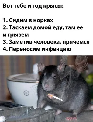 Год Крысы: последние новости на сегодня, самые свежие сведения | 45.ru -  новости Кургана