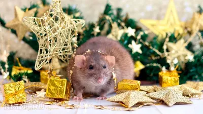 Жители Твери начали скупать живых крыс на Новый год - ТИА
