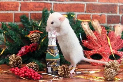 Фото животных: \"А Вы не забыли, что 2020 - год крысы!\". Михаил Бугров. Фото  животных - ANIMAL PHOTO