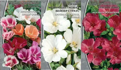 Семена цветов Годеция махровая \"Красное вино\", 0,1 г — купить в  интернет-магазине по низкой цене на Яндекс Маркете