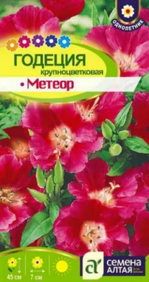 Сегодня я раскрою вам все секреты выращивания годеции из семян |  Glav-Dacha.ru | Дзен