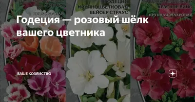 Годеция семена купить | Интернет магазин семян цветов «Агросемфонд»