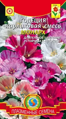 Годеция: описание цветка, виды годеции, основной уход. | Цветение, Цветок,  Цветы